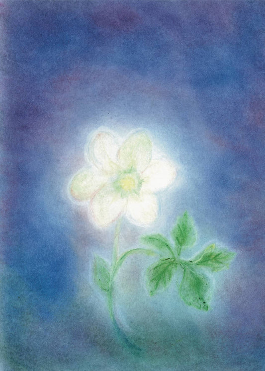 Seccorell Postkarte "Christrose" mit einer strahlend weißen Christrose auf dunklem Hintergrund, kunstvoll gestaltet von Andrea Reiß in der Seccorell Finger-Wischmaltechnik.