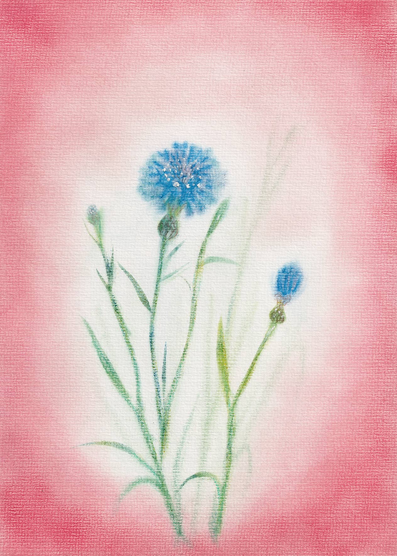 Postkarte "Kornblume"