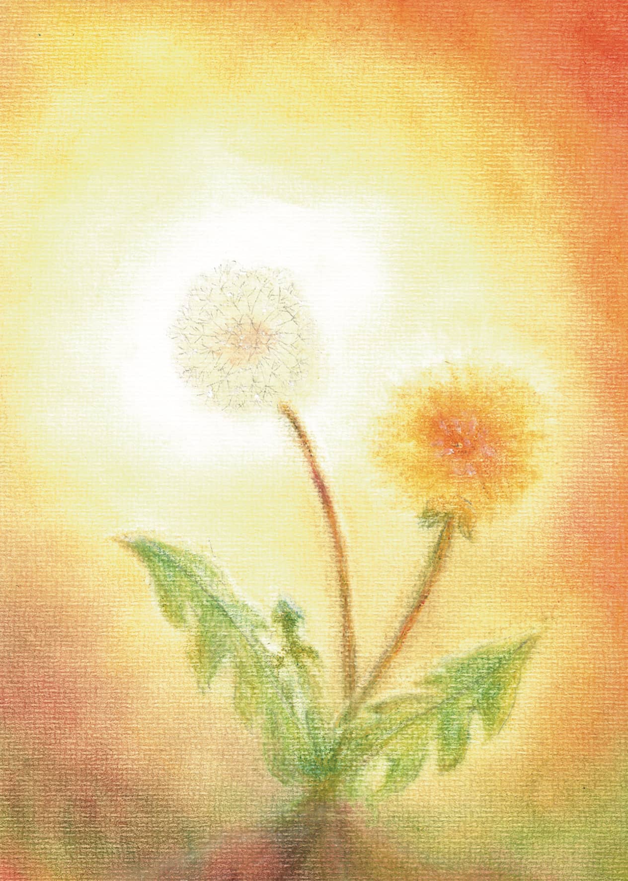 Postkarte "Löwenzahn"